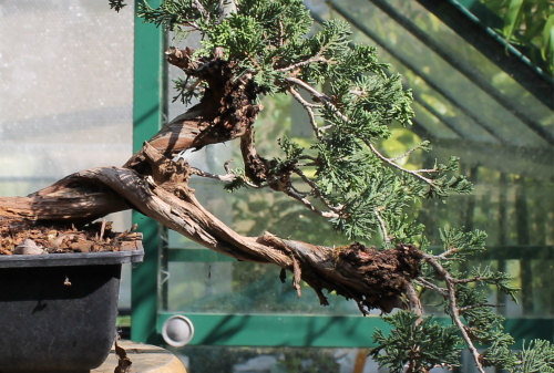 juniper bonsai